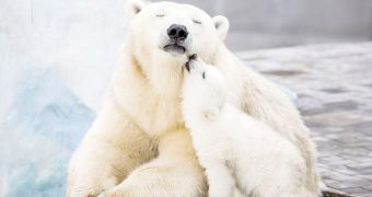 Photo shows polar bear cub cuddling with its mom