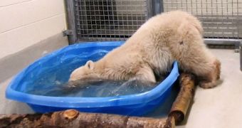 Polar bear cub loves splashing around in kiddie pool