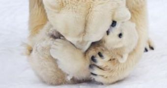Polar bear cub loves being tickled by his mom (click to see full image)
