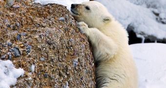 Polar bear is caught on camera while trying to climb over a rock