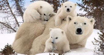Polar bear mom and its set of triplets caught on camera in Manitoba, Canada