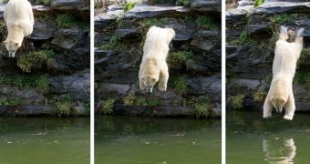 Polar bear loves diving head first into the pool in his enclosure, does it several times a day
