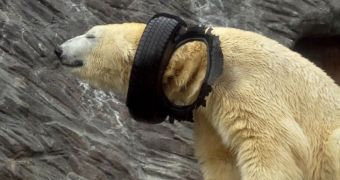 Polar bear at Prague Zoo is nothing if not proud of its new necklace