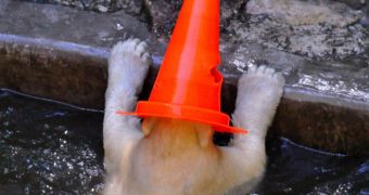 Polar bear cub is caught on camera while wearing a traffic cone on his head