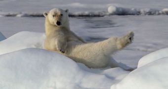 Picture shows polar bear acting like a model