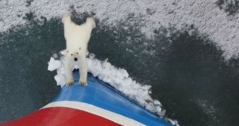 Picture shows polar bear coming to inspect a ship
