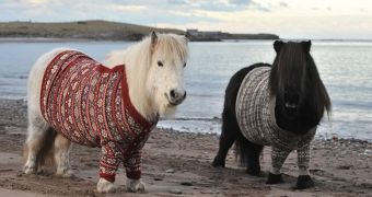 Jumper-wearing ponies wish to raise environmental awareness