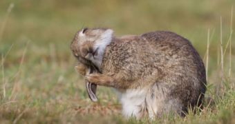 Rabbit in England is caught on camera while cleaning its ears
