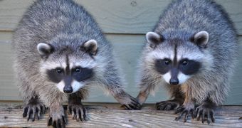 Picture shows raccoons holding hands