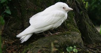 Gardener snaps picture of rare albino jackdaw