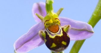 Rare orchid in Spain very much resembles cartoon character Shrek