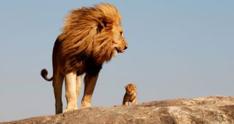 Photographer snaps picture of real-life Simba and Mufasa in Tanzania