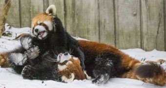 Red panda cubs caught on camera while playing in the snow at Cincinnati Zoo in the US