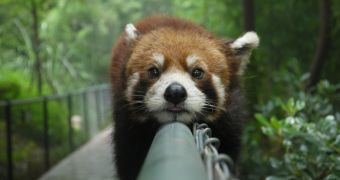 Cute red panda relaxes on a fence