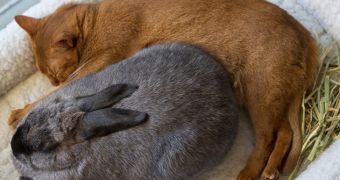 Rescued cat and rabbit are best friends