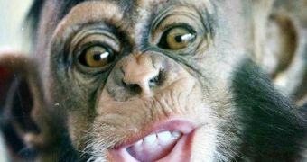 Cute baby chimpanzee smiles for the camera (click to see full image)