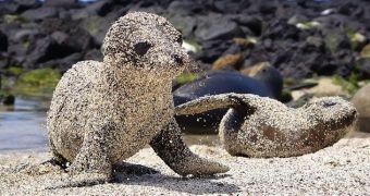 Baby seal is all covered in sand, looks like a monster from the deep