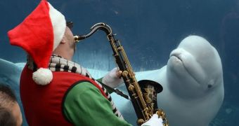 Santa serenades beluga whale