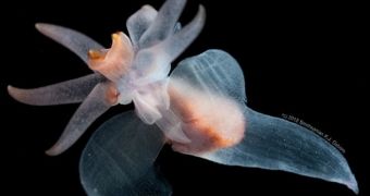 Research zoologist takes pictures of sea butterflies, shares them with the public (click to see full image)
