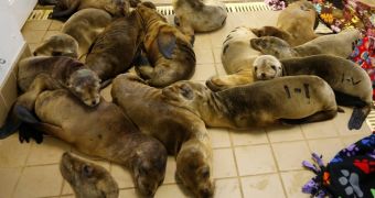 Picture of the Day: Sea Lion Pups Looked After by Orphanage in California