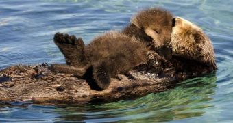 Picture shows a baby otter sleeping on its mother's chest