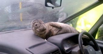 Baby seal sits on a car's dashboard, looks quite at ease with the world