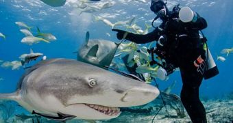 Lemon shark photobombs diver in the Bahamas