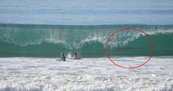 Shark in Californian waters photobombs 12-year-olds