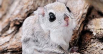 The European Union regards Siberian Flying Squirrels as a vulnerable species (click to see full image)