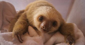 Sloths are thought of as cute and cuddly animals