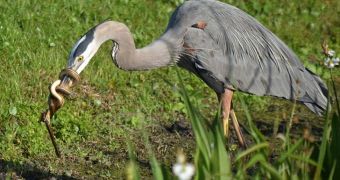 Snake does its best not to get eaten by a heron