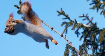 Russian squirrel is convinced it's Superman