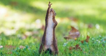 Squirrel gets ready for intense workout session by doing some stretching