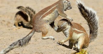 African ground squirrels caught on camera while fighting over half a watermelon (click to see full image)