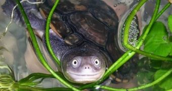 Turtle appears to smile for the camera, looks utterly adorable
