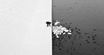 Photo showing a man feeding swans and ducks goes viral
