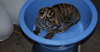 Baby Sumatran tiger gets weighed