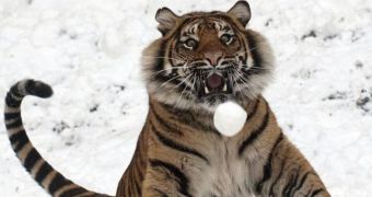 Tigress living in England is the ultimate snowball warrior (click to see full image)