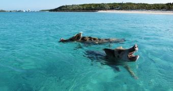 Pigs living in the Bahamas enjoy swimming