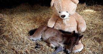 Orphaned foul pictured snuggling with a teddy bear