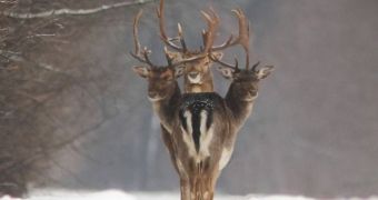 Photographer snaps picture of a stag with three heads