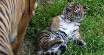 Tiger cub gets to play outside its enclosure for the first time in two months