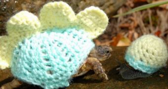 Tortoise and snail are totally in love with one another, wear matching sweaters to prove it