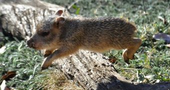 Peccary pup at San Francisco Zoo can fly, picture stands as proof