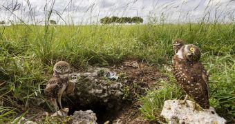Underground owls have their picture taken while hanging around their burrow