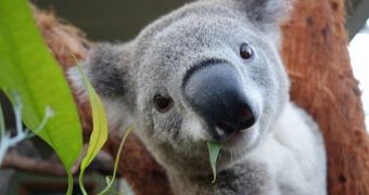 Koala likes to take the occasional selfie, post it online