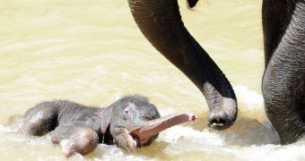 Baby elephant goes for a swim, really doesn't know what it's doing