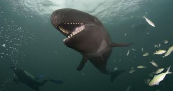 False killer whale seems to be always laughing