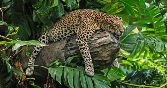 Picture shows what could be the world's laziest leopard enjoying a nap