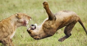 Young lions in Kenya are caught on camera while practicing their fighting skills